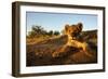 Lion Cub-Julian W.-Framed Photographic Print