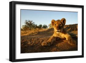 Lion Cub-Julian W.-Framed Photographic Print