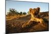 Lion Cub-Julian W.-Mounted Photographic Print