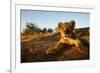 Lion Cub-Julian W.-Framed Photographic Print