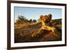 Lion Cub-Julian W.-Framed Photographic Print