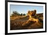 Lion Cub-Julian W.-Framed Photographic Print