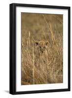 Lion Cub-null-Framed Photographic Print