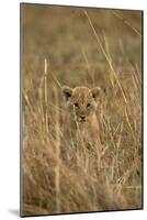 Lion Cub-null-Mounted Photographic Print