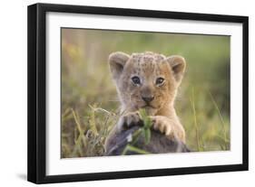 Lion Cub-null-Framed Photographic Print