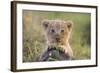 Lion Cub-null-Framed Photographic Print