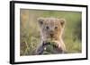 Lion Cub-null-Framed Photographic Print