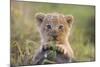 Lion Cub-null-Mounted Photographic Print