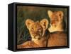 Lion Cubs Approximately 2-3 Months Old, Kruger National Park, South Africa, Africa-Ann & Steve Toon-Framed Stretched Canvas