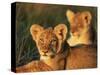 Lion Cubs Approximately 2-3 Months Old, Kruger National Park, South Africa, Africa-Ann & Steve Toon-Stretched Canvas