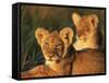 Lion Cubs Approximately 2-3 Months Old, Kruger National Park, South Africa, Africa-Ann & Steve Toon-Framed Stretched Canvas