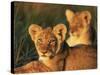 Lion Cubs Approximately 2-3 Months Old, Kruger National Park, South Africa, Africa-Ann & Steve Toon-Stretched Canvas