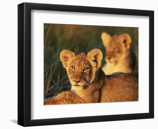 Lion Cubs Approximately 2-3 Months Old, Kruger National Park, South Africa, Africa-Ann & Steve Toon-Framed Photographic Print