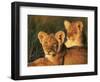 Lion Cubs Approximately 2-3 Months Old, Kruger National Park, South Africa, Africa-Ann & Steve Toon-Framed Photographic Print