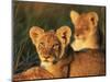 Lion Cubs Approximately 2-3 Months Old, Kruger National Park, South Africa, Africa-Ann & Steve Toon-Mounted Photographic Print