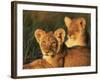 Lion Cubs Approximately 2-3 Months Old, Kruger National Park, South Africa, Africa-Ann & Steve Toon-Framed Photographic Print