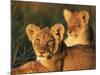 Lion Cubs Approximately 2-3 Months Old, Kruger National Park, South Africa, Africa-Ann & Steve Toon-Mounted Photographic Print