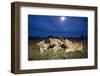 Lion Cubs at Night-null-Framed Photographic Print