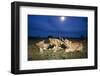 Lion Cubs at Night-null-Framed Photographic Print