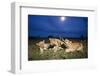 Lion Cubs at Night-null-Framed Photographic Print