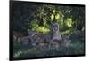Lion Cubs Dozing under Trees-DLILLC-Framed Photographic Print