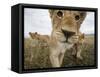 Lion Cubs in Masai Mara Game Reserve, Kenya-Paul Souders-Framed Stretched Canvas