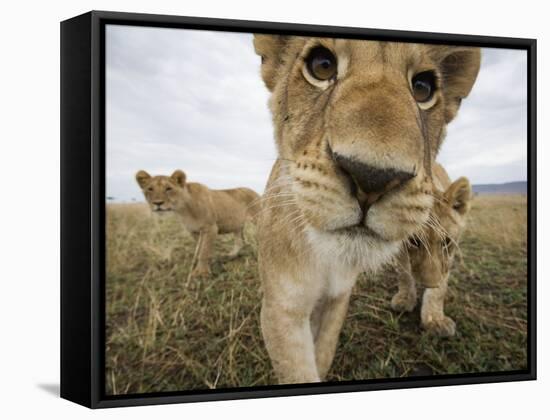 Lion Cubs in Masai Mara Game Reserve, Kenya-Paul Souders-Framed Stretched Canvas