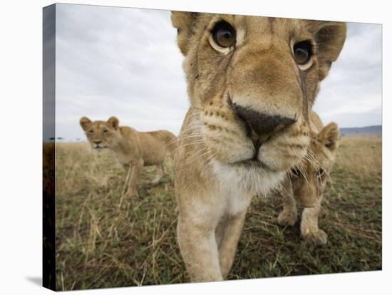 Lion Cubs in Masai Mara Game Reserve, Kenya-Paul Souders-Stretched Canvas