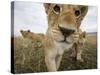 Lion Cubs in Masai Mara Game Reserve, Kenya-Paul Souders-Stretched Canvas