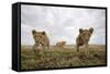 Lion Cubs in Masai Mara Game Reserve, Kenya-Paul Souders-Framed Stretched Canvas