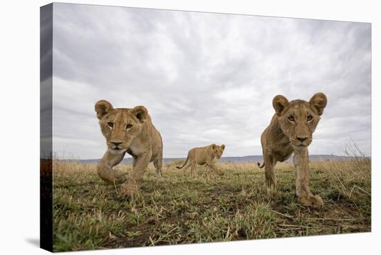 Lion Cubs in Masai Mara Game Reserve, Kenya-Paul Souders-Stretched Canvas