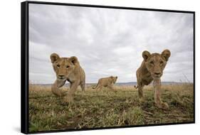 Lion Cubs in Masai Mara Game Reserve, Kenya-Paul Souders-Framed Stretched Canvas