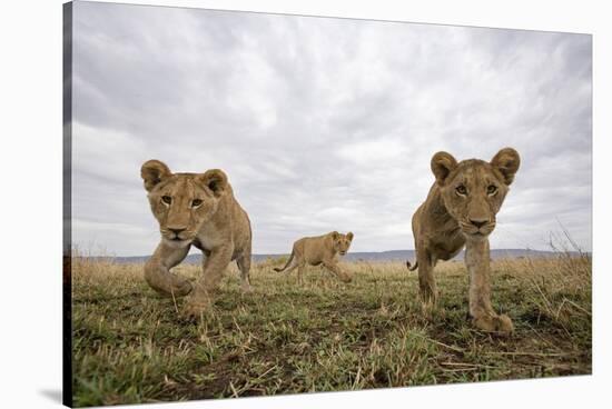 Lion Cubs in Masai Mara Game Reserve, Kenya-Paul Souders-Stretched Canvas