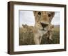 Lion Cubs in Masai Mara Game Reserve, Kenya-Paul Souders-Framed Photographic Print