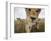 Lion Cubs in Masai Mara Game Reserve, Kenya-Paul Souders-Framed Photographic Print