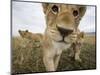 Lion Cubs in Masai Mara Game Reserve, Kenya-Paul Souders-Mounted Photographic Print