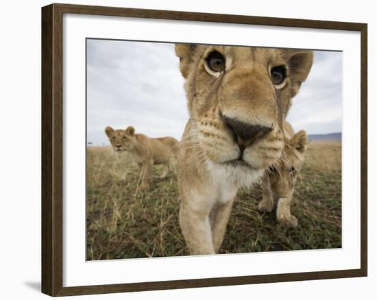 Lion Cubs in Masai Mara Game Reserve, Kenya-Paul Souders-Framed Photographic Print