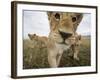 Lion Cubs in Masai Mara Game Reserve, Kenya-Paul Souders-Framed Photographic Print