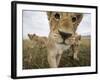 Lion Cubs in Masai Mara Game Reserve, Kenya-Paul Souders-Framed Photographic Print