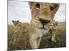 Lion Cubs in Masai Mara Game Reserve, Kenya-Paul Souders-Mounted Photographic Print