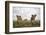 Lion Cubs in Masai Mara Game Reserve, Kenya-Paul Souders-Framed Photographic Print