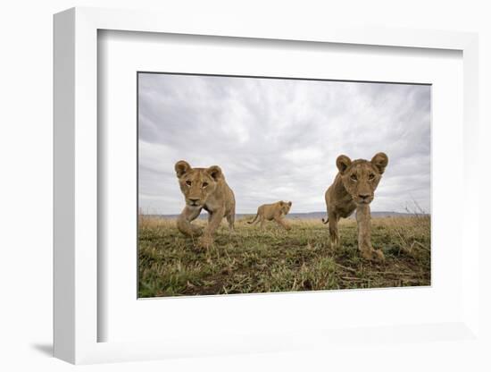 Lion Cubs in Masai Mara Game Reserve, Kenya-Paul Souders-Framed Photographic Print