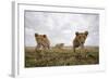 Lion Cubs in Masai Mara Game Reserve, Kenya-Paul Souders-Framed Photographic Print