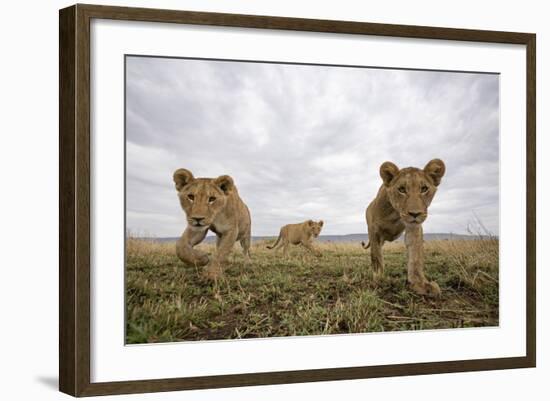 Lion Cubs in Masai Mara Game Reserve, Kenya-Paul Souders-Framed Photographic Print