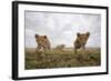 Lion Cubs in Masai Mara Game Reserve, Kenya-Paul Souders-Framed Photographic Print