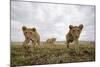 Lion Cubs in Masai Mara Game Reserve, Kenya-Paul Souders-Mounted Photographic Print