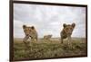 Lion Cubs in Masai Mara Game Reserve, Kenya-Paul Souders-Framed Photographic Print