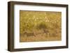 Lion Cubs in Rain, Masai Mara Game Reserve, Kenya-null-Framed Photographic Print