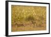 Lion Cubs in Rain, Masai Mara Game Reserve, Kenya-null-Framed Photographic Print