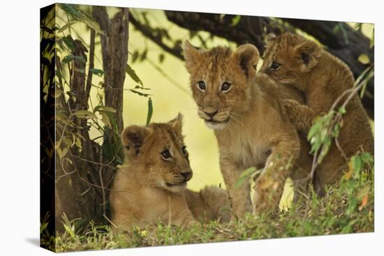 Lion Cubs in the Bush, Maasai Mara Wildlife Reserve, Kenya-Jagdeep Rajput-Stretched Canvas